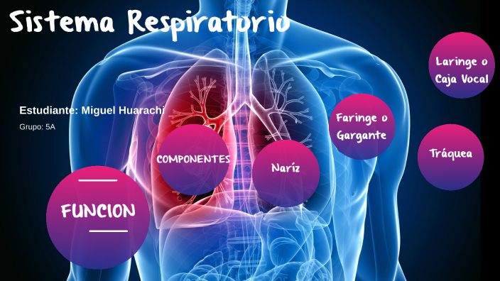 Sistema Respiratorio by Marielos Saravia Gonzalez on Prezi