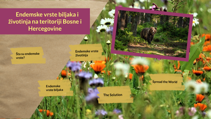 Endemske Vrste Biljaka I životinja Na Teritoriji Bosne I Hercegovine By ...