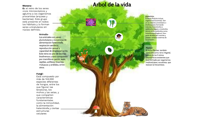 arbol de la vida by Inci Anaya