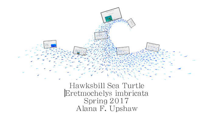 Hawksbill Sea Turtle by Alana Upshaw on Prezi