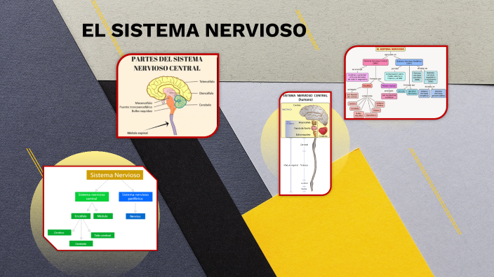 MODULI I SISTEMA NERVIOSO by Angèlica María Socualaya Acuña on Prezi