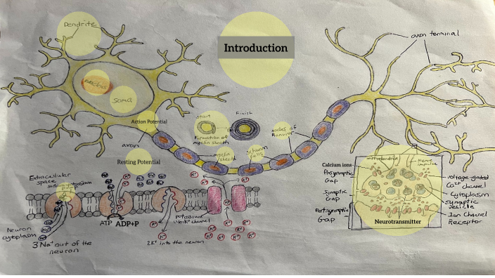 Neuron Project Examples Neuron project - Alex Han, Brian Wang by Alexander Han on Prezi
