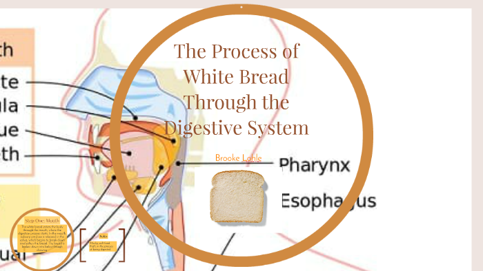 journey of bread through the digestive system