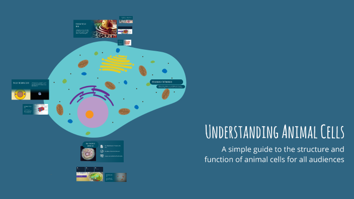 Understanding Animal Cells by 67 41 on Prezi