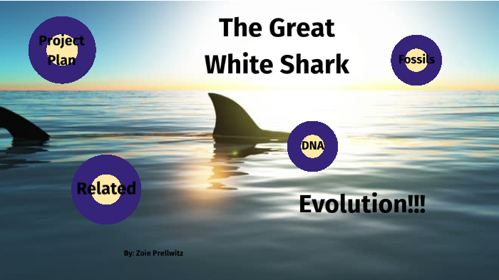 The Great White Shark Evolution by Zoie Prellwitz