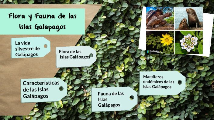 Fauna y Flora de las islas Galapagos by Jamileth Quiñonez on Prezi Next