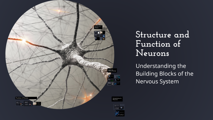 Structure and Function of Neurons by paridhi choudhary on Prezi