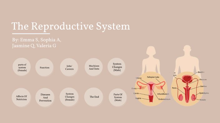 reproductive-system-project-by