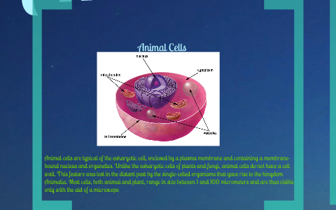 animal cells vs plant cells by oracio garica on Prezi