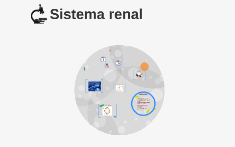 Anatomia externa dos rins by Marcela Lima on Prezi