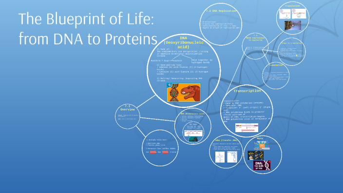 Chapter 7 The blueprint of life: from DNA to proteins by Nirupama ...
