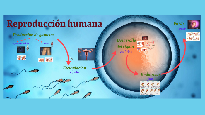 Tema 8: Reproducción humana by ANA ALONSO on Prezi