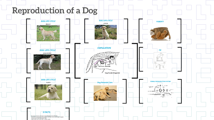 Dogs Reproduce Reproduction of a Dog by ava pickford on Prezi