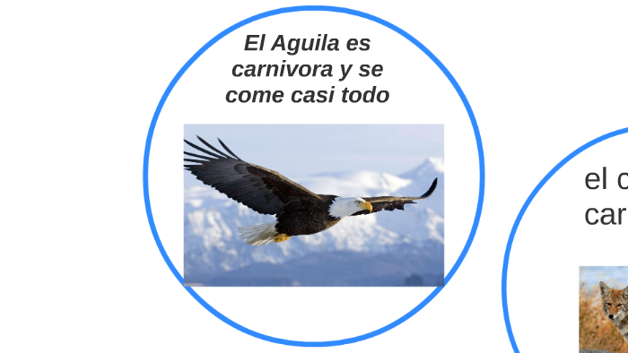 El Aguila by Lluvia Gutierrez