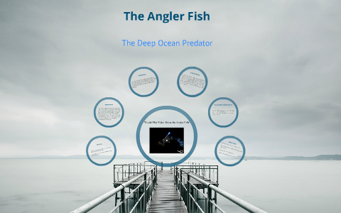 Angler Fish by Marissa Sayles on Prezi