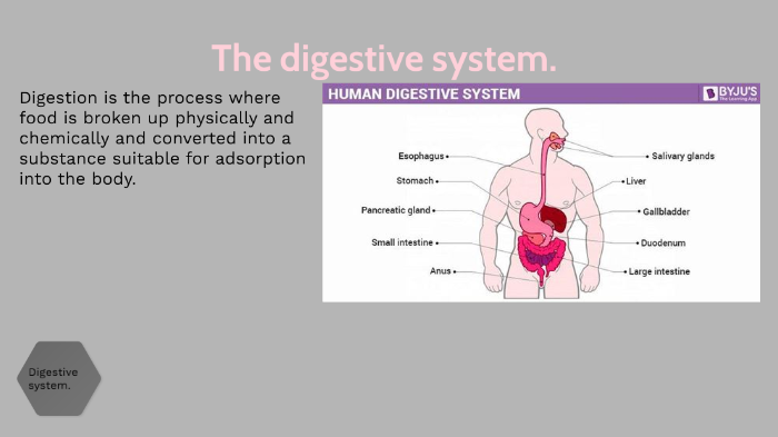 the digestive system by Lucy Jackson on Prezi