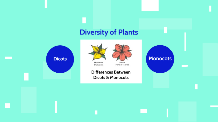 differences-between-monocots-dicots-by-kira-wygle