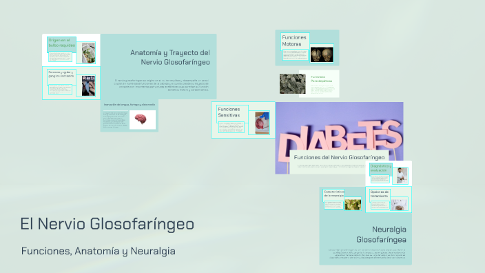 Nervio Glosofaríngeo By Diego Reyes On Prezi