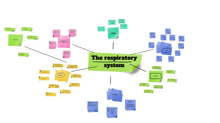 respiratory system by cole shah on Prezi