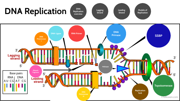 Biology DNA Replication by c x on Prezi