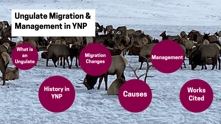 Ungulate Migration And Management By Ryan Kasprzak On Prezi