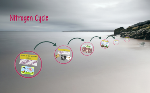 Nitrogen Cycle by lorenzo frati on Prezi