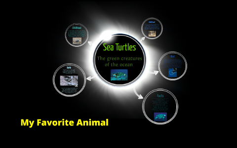 Sea Turtles by Alyssa Robke on Prezi