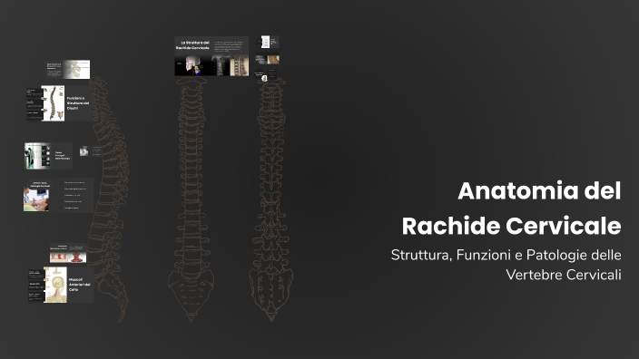 Anatomia Del Rachide Cervicale By Alessandro Pichi On Prezi anatomia-del-rachide-cervicale-by-alessandro-pichi-on-prezi