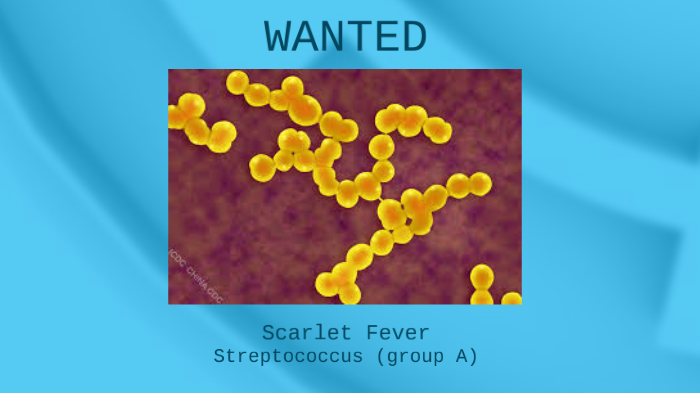 scarlet fever bacteria