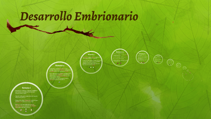 linea del tiempo desarrollo embrionario by valeria dominguez