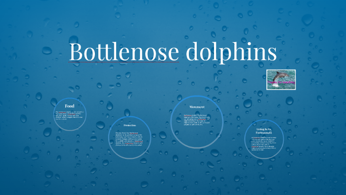 Bottlenose Dolphin by Student 11 on Prezi