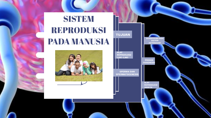 Sistem Reproduksi Pada Manusia By Suriani Ani On Prezi