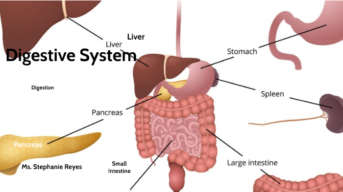 Digestive System by Stephanie Reyes on Prezi