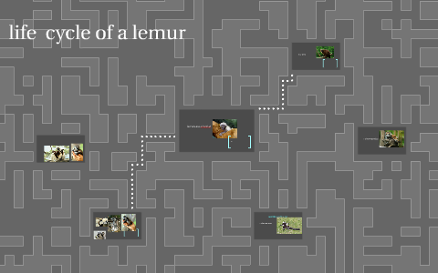 life cycle of a lemur by Stephanie Sumarna on Prezi