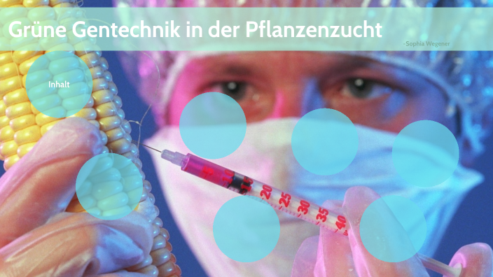 Grüne Gentechnik In Der Pflanzenzucht By Sophia Wegener On Prezi