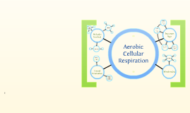 Respiration Concept Map By Kevin Tresselt