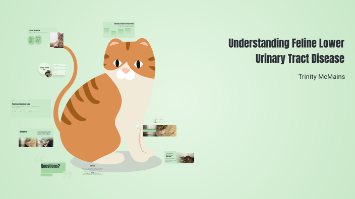 Photo inspiration: Fresh Look at Understanding Feline Lower Urinary Tract Disease By Trinity Mcmains On