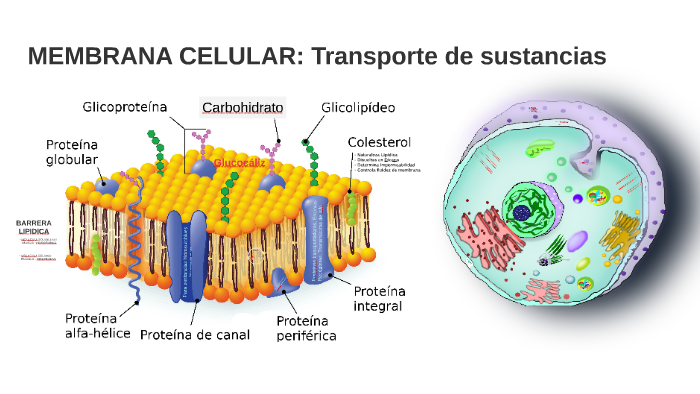 Funcion De La Proteina Globular En La Membrana Celular