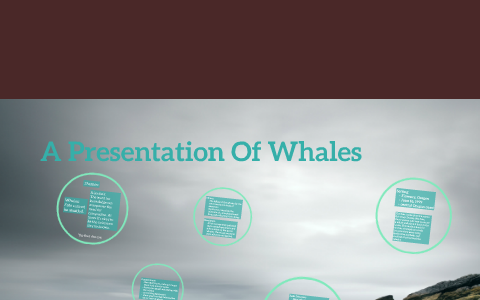 a presentation of whales summary