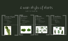 4 Main Phyla of Plants by stephanie sarles on Prezi