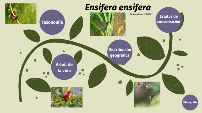 Ensifera ensifera by Susana Escobar on Prezi