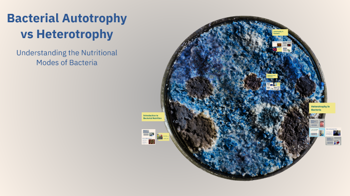 Bacterial Autotrophy vs Heterotrophy by Aleena George on Prezi