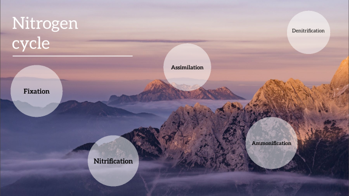 Nitrogen cycle by Isabella Cameron on Prezi