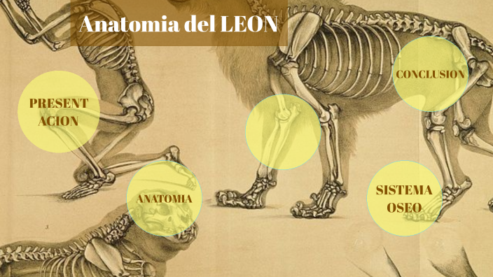 LEON SISTEMA OSEO Y ANATOMIA by Nathalia Aguilar on Prezi Next