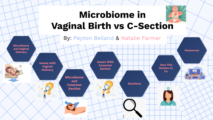 Microbiome In Vaginal Birth Vs C Section By Peyton Beiland