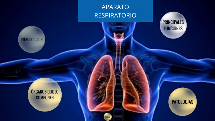 APARATO RESPIRATORIO by Facundo Cheles on Prezi