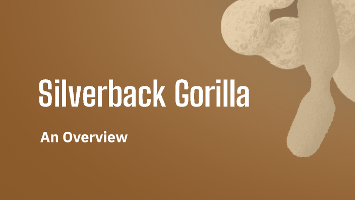 Silverback Gorilla by Anthony Edney on Prezi