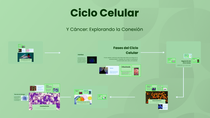Ciclo Celular by Ricardo Juárez on Prezi