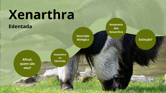 Xenarthra by Guilherme Crispim Amaral Moreira