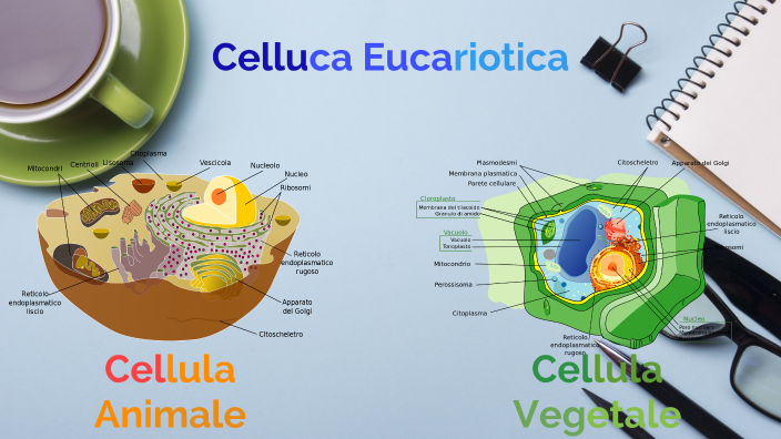 Cellula eucariotica by James Peres on Prezi